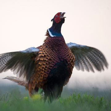 Common Pheasant