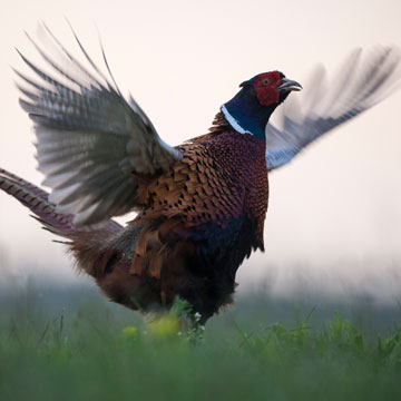 Common Pheasant