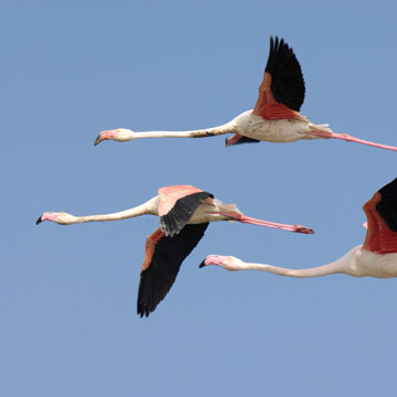 Greater Flamingo