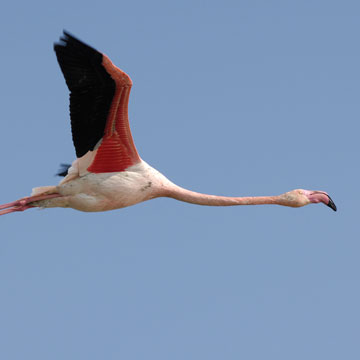 Greater Flamingo