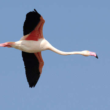 Greater Flamingo