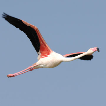 Greater Flamingo