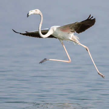 Greater Flamingo