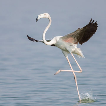 Greater Flamingo