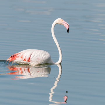 Greater Flamingo