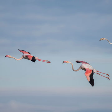 Greater Flamingo