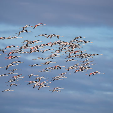 Greater Flamingo