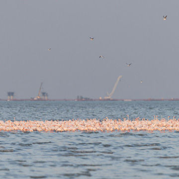 Greater Flamingo