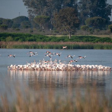 Greater Flamingo