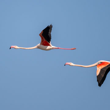 Greater Flamingo