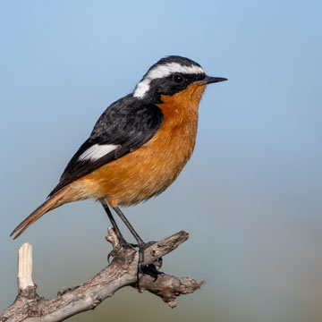Moussier's Redstart