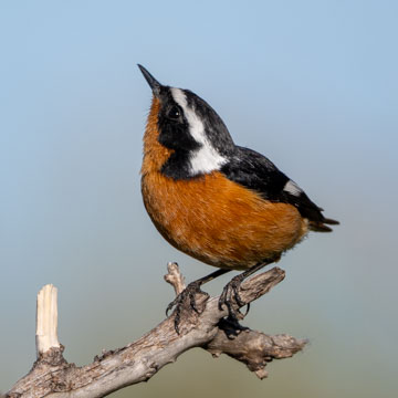 Moussier's Redstart