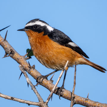 Moussier's Redstart