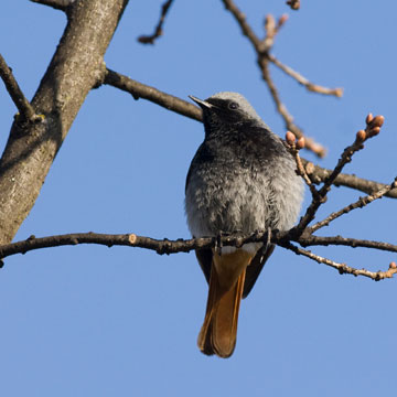 Black Redstart