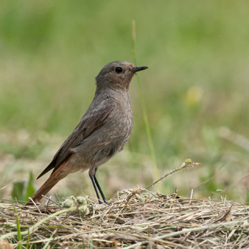 Black Redstart