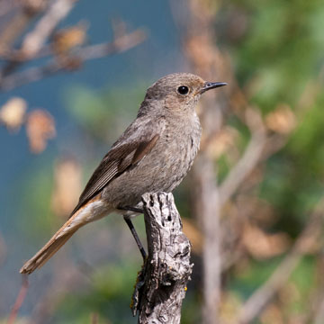 Black Redstart