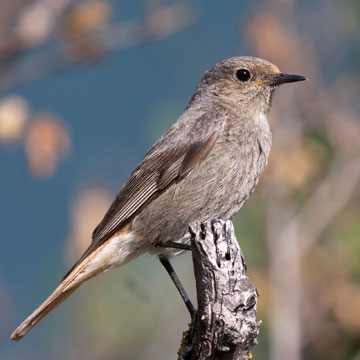 Black Redstart