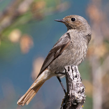Black Redstart
