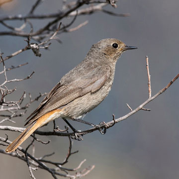 Black Redstart