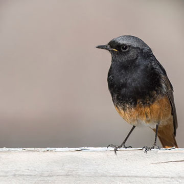 Black Redstart