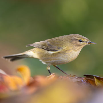 Common Chiffchaff