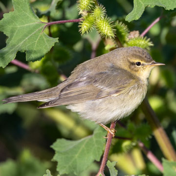 Willow Warbler