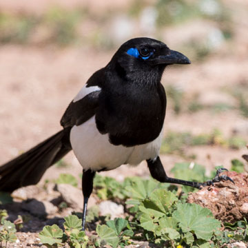 Maghreb Magpie