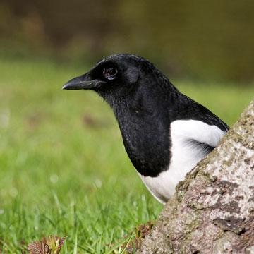 Eurasian Magpie
