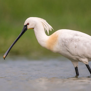 Eurasian Spoonbill