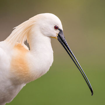 Eurasian Spoonbill