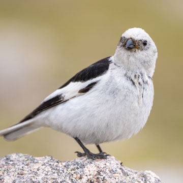 Snow Bunting