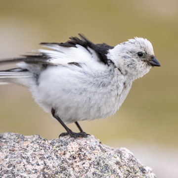 Snow Bunting