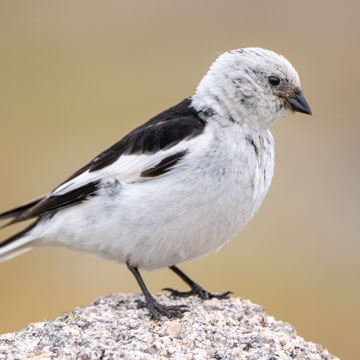 Snow Bunting
