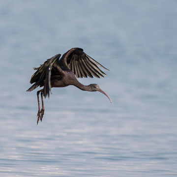 Glossy Ibis