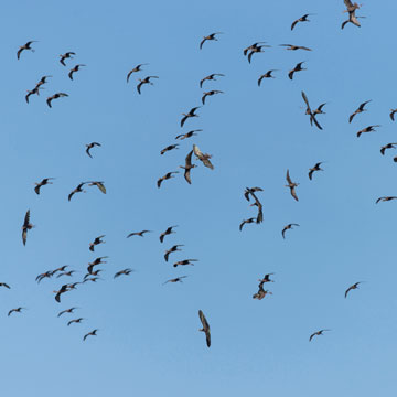 Glossy Ibis