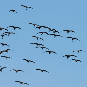 Glossy Ibis