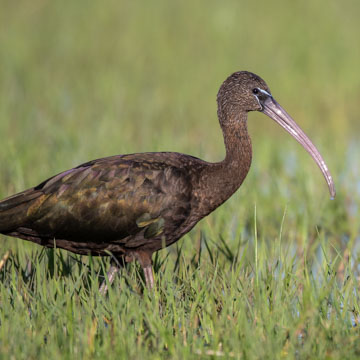 Glossy Ibis