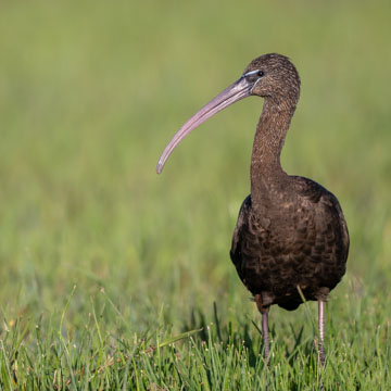 Glossy Ibis