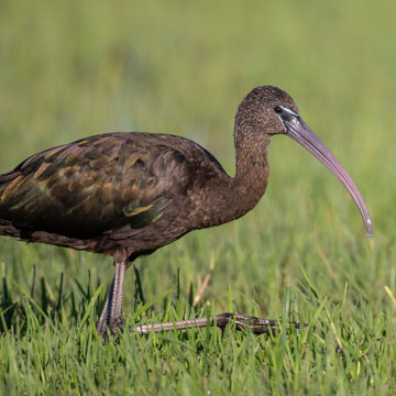 Glossy Ibis