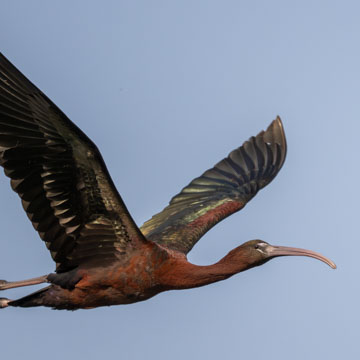 Glossy Ibis