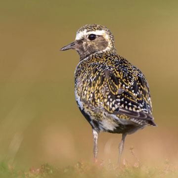European Golden Plover