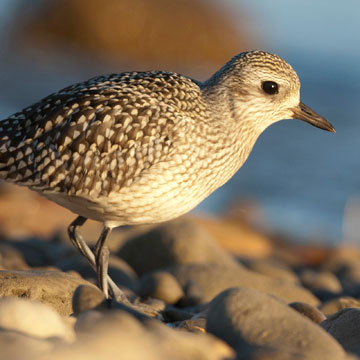 Grey Plover