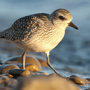 Grey Plover