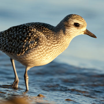 Grey Plover