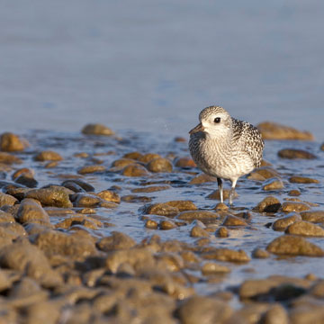 Grey Plover