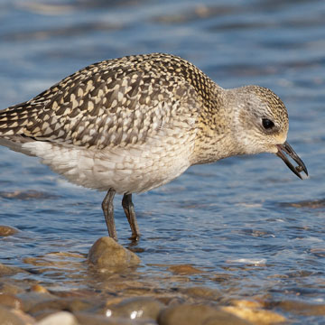 Grey Plover