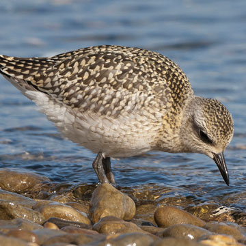 Grey Plover