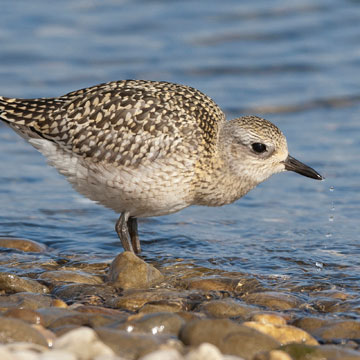 Grey Plover