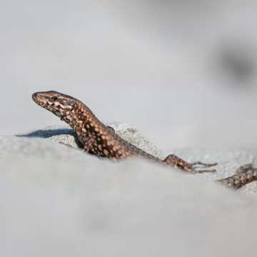 Podarcis muralis