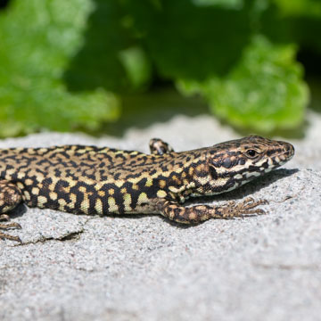 Podarcis muralis